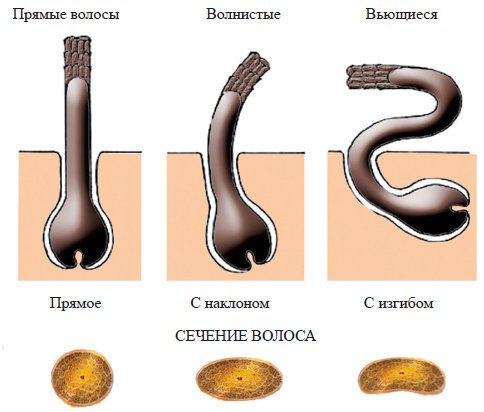 Форма волос на голове, прямые волосы, волнистые волосы, вьющиеся волосы, кучерявые волосы