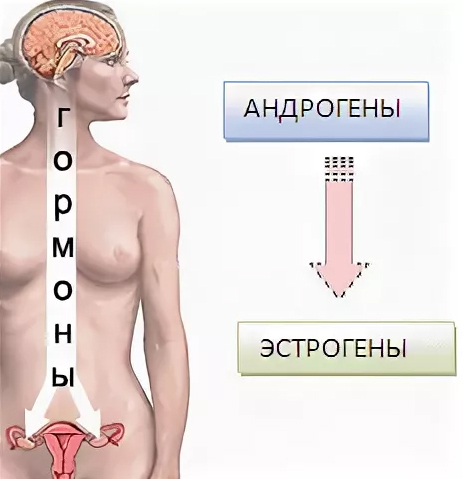 Облысение климакс, выпадение волос менопауза