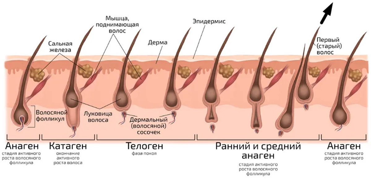 Как растут волосы, жизненный цикл роста волос на голове