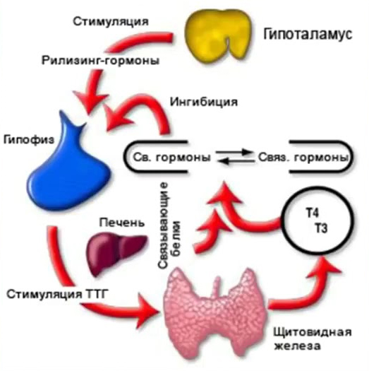 Выпадение волос и щитовидка, облысение и щитовидная железа